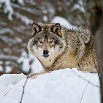 Imagen de la obra Timber Wolf de WolvesOnly