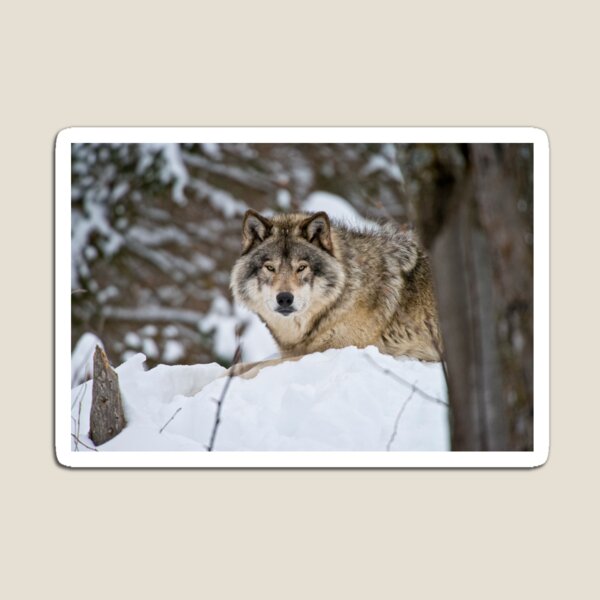 Timber Wolf Magnet