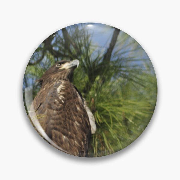 Item preview, Bald Eagle Fledgling, As Is designed and sold by Kim McClain Gregal.