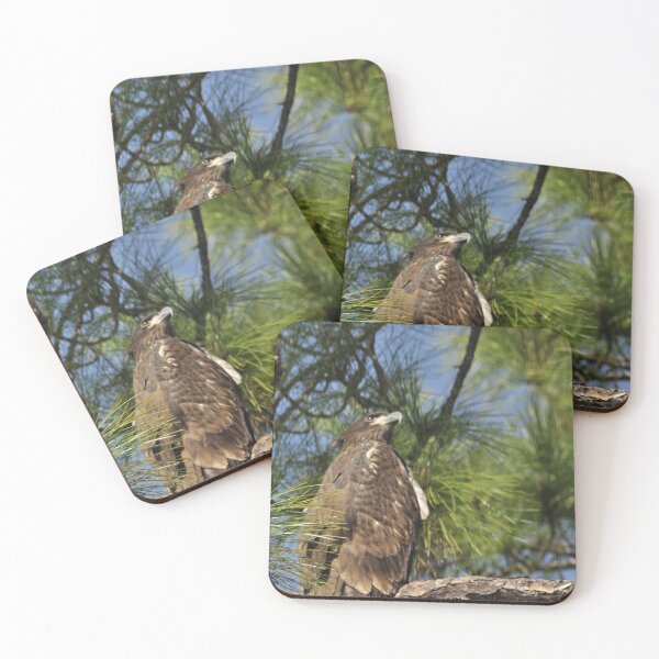 Item preview, Bald Eagle Fledgling, As Is designed and sold by Kim McClain Gregal.