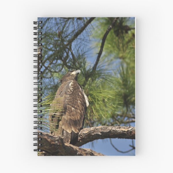Item preview, Bald Eagle Fledgling, As Is designed and sold by Kim McClain Gregal.