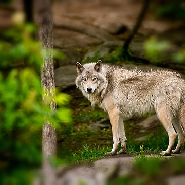 Artwork thumbnail, Timber Wolf by WolvesOnly