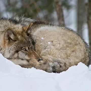 Artwork thumbnail, Timber Wolf by WolvesOnly