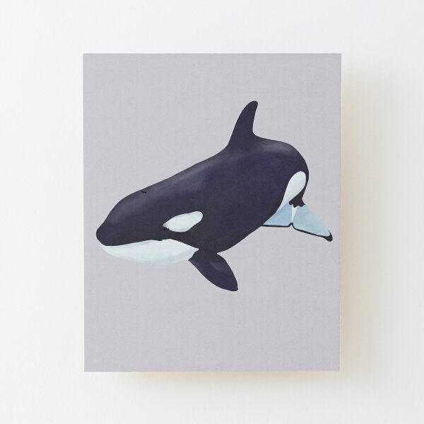 Wandbilder Orcinus Orca Redbubble