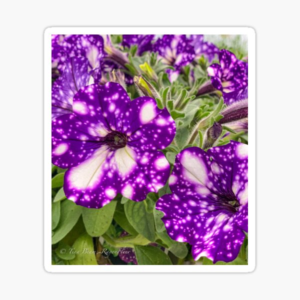 Purple tye petunia Sticker
