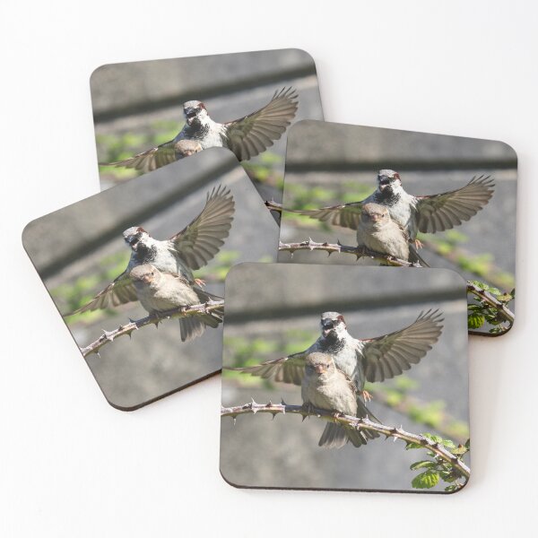 Item preview, Mating house sparrows designed and sold by GreyFeatherPhot.