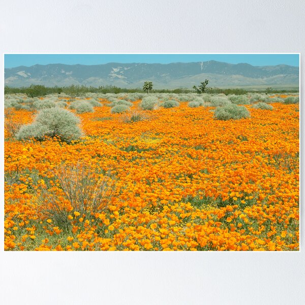 Item preview, Poppies for Ever - Poppy Fields Mohave Desert California designed and sold by Ram Vasudev.