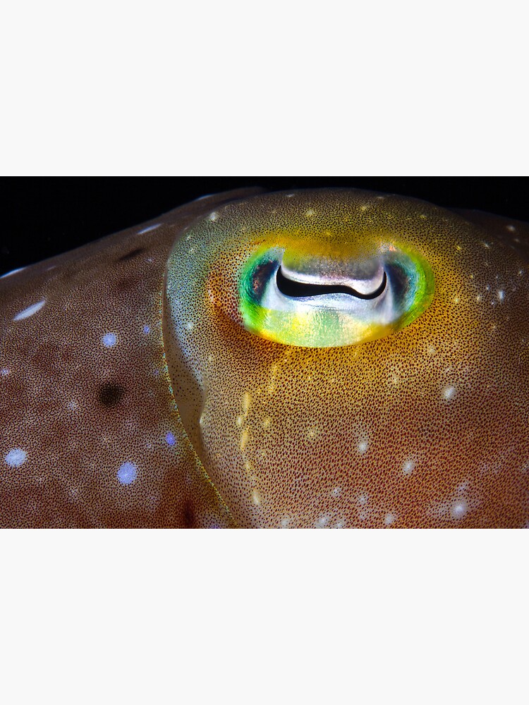 Goldeneye by DavidWachenfeld
