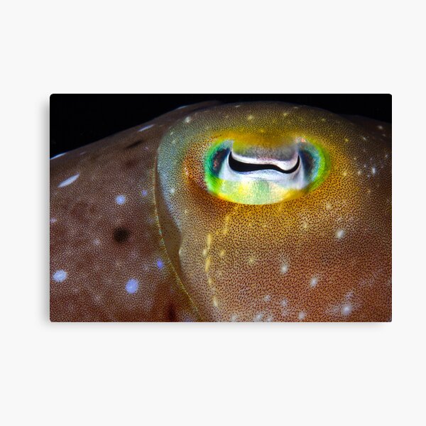 Goldeneye Canvas Print
