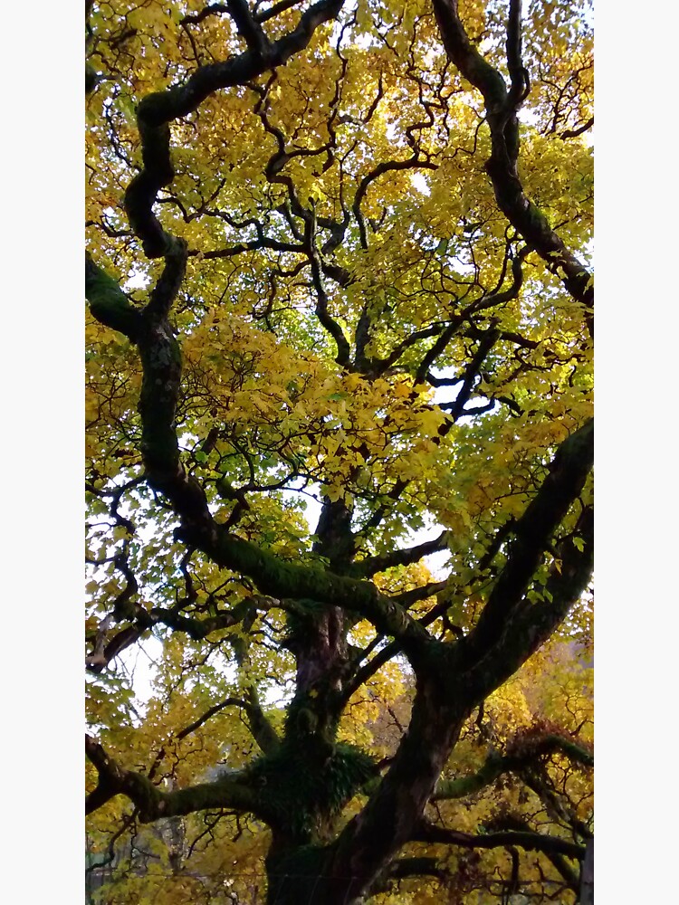 "Oak tree" Sticker for Sale by KukieDoe Redbubble