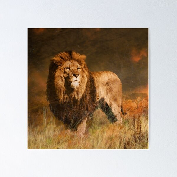 barbary lion | Beautiful lion, Lions photos, Animals beautiful