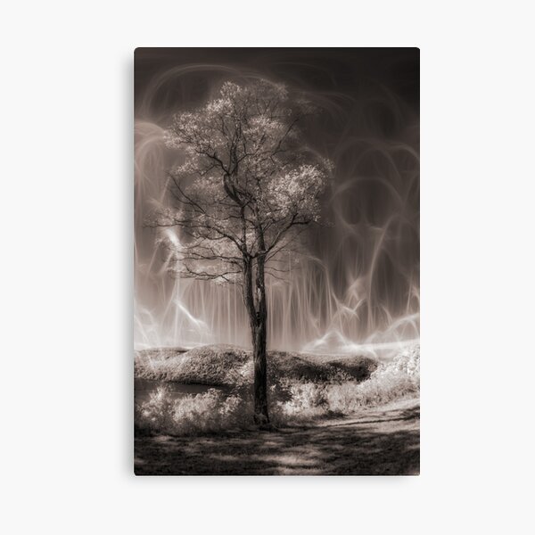 Mystery of the Tree Canvas Print