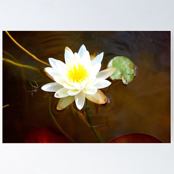 Artikelvorschau, Lilly pad. entworfen und verkauft von Terese Raedts.