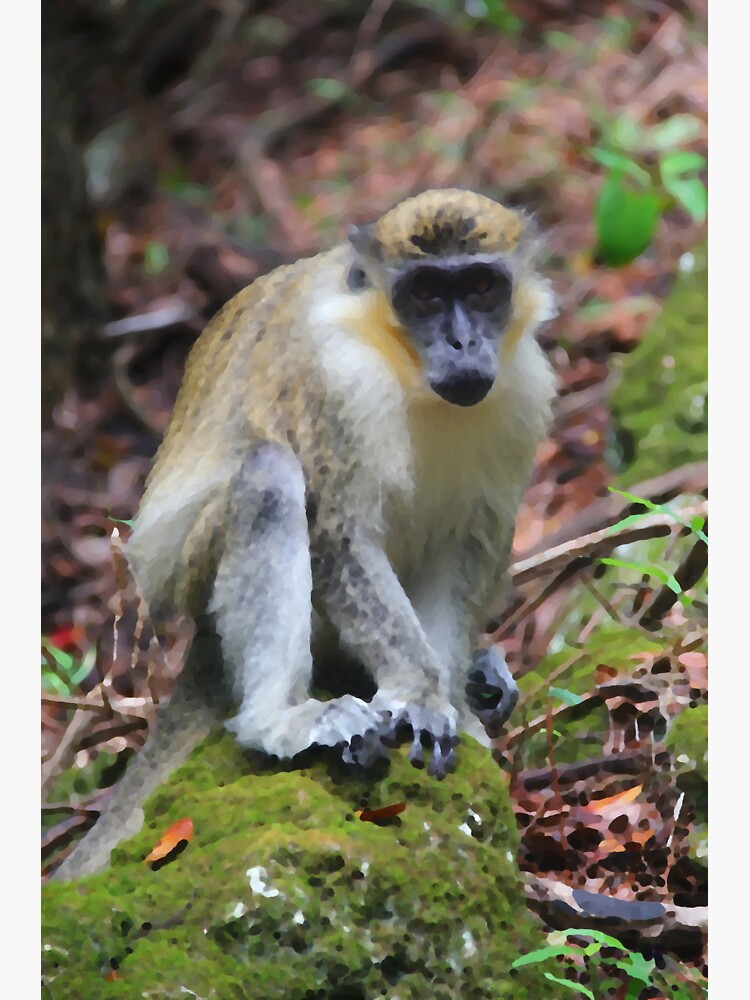 Thumbnail 3 of 3, Sticker, Barbados Monkey designed and sold by OurBarbados.