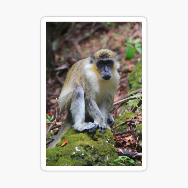Barbados Monkey Sticker
