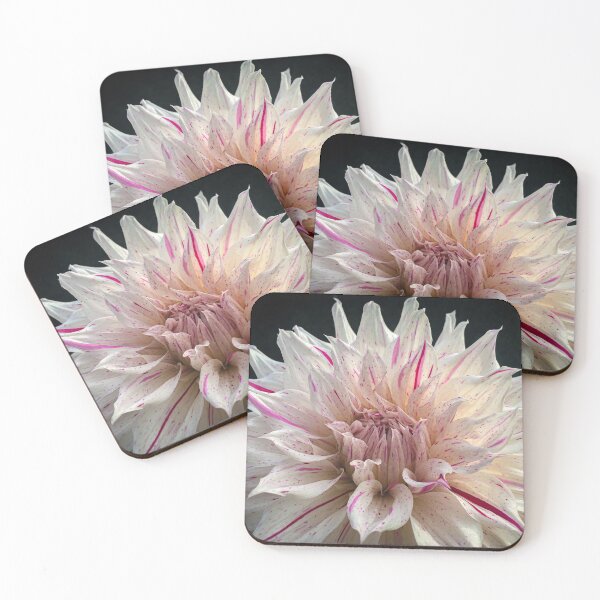 Item preview, White with a splash of pink Dahlia Avignon Flower - Raspberry Ripple colors spiky blossom 014 designed and sold by Bees-n-Flowers.