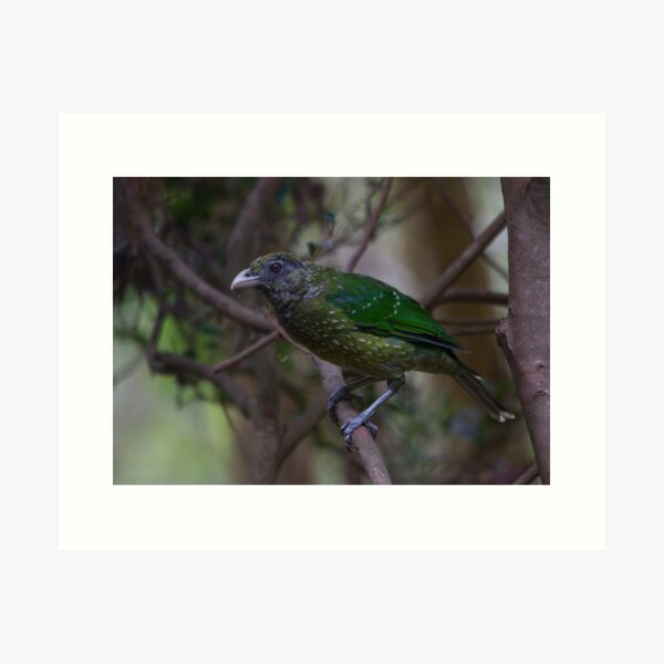 The Catbird Art Print