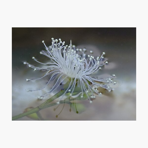 Item preview, Fallen Water Blossom designed and sold by Gabrielle  Lees.