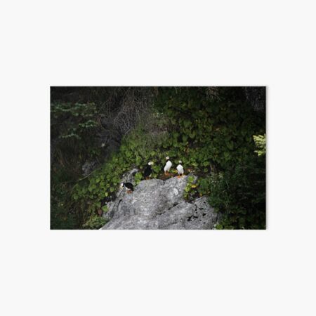 Puffin Art Board Print