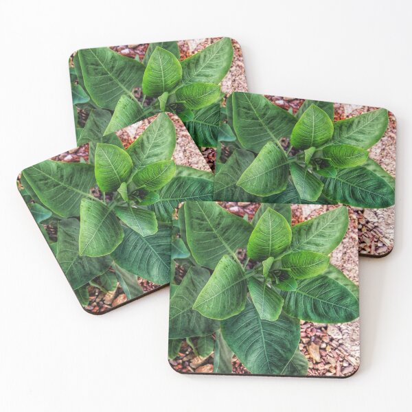 Item preview, green leafy plant designed and sold by To-the-T.