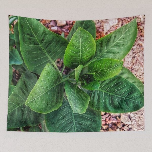 Item preview, green leafy plant designed and sold by To-the-T.