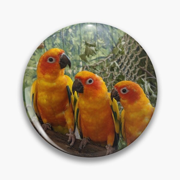 Item preview, Sun Conures designed and sold by naturegirf.