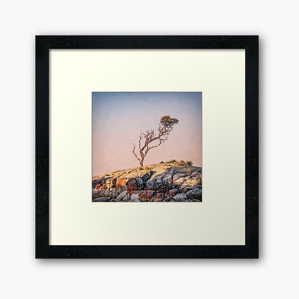 Binalong bay tree Framed Art Print