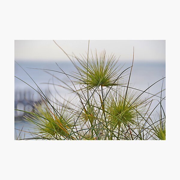 Item preview, Coastal Flora designed and sold by Neil Bushby.