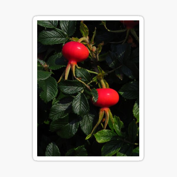 Rose Hips Stickers Redbubble