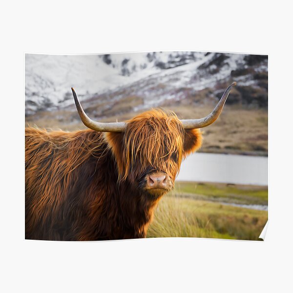 Highland Cow Poster