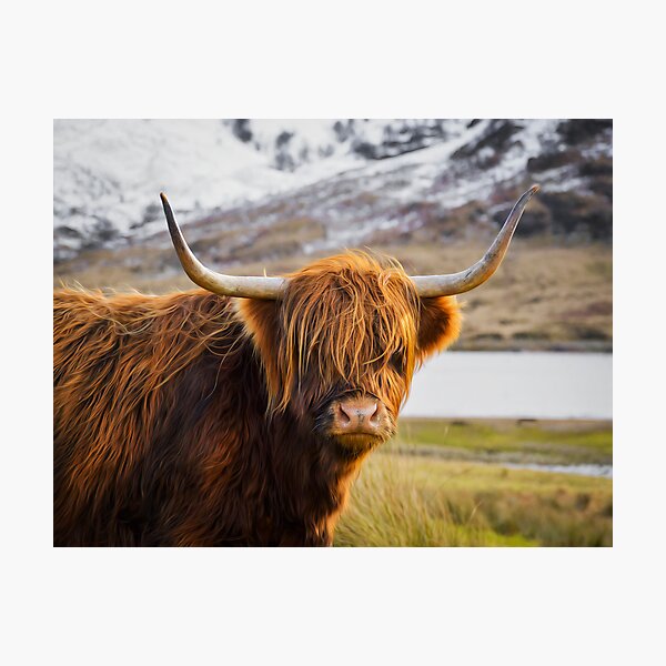 Highland Cow Photographic Print