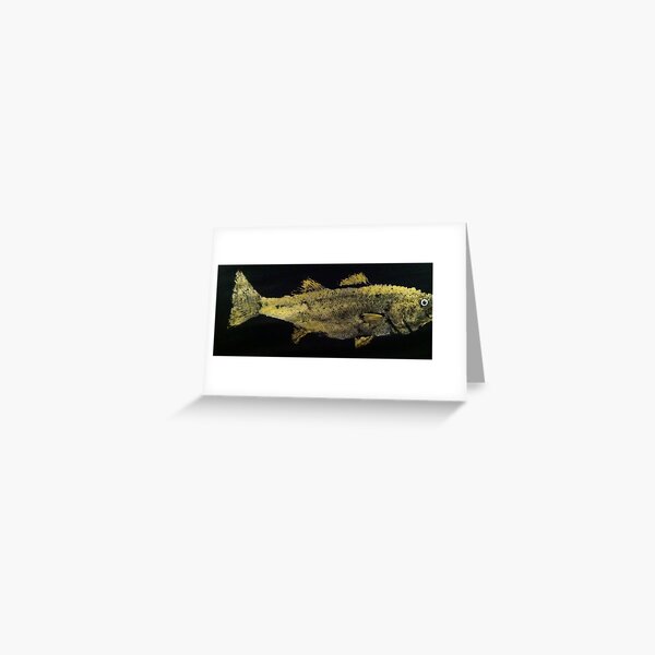 Striped Bass  Postcard for Sale by IslandFishPrint