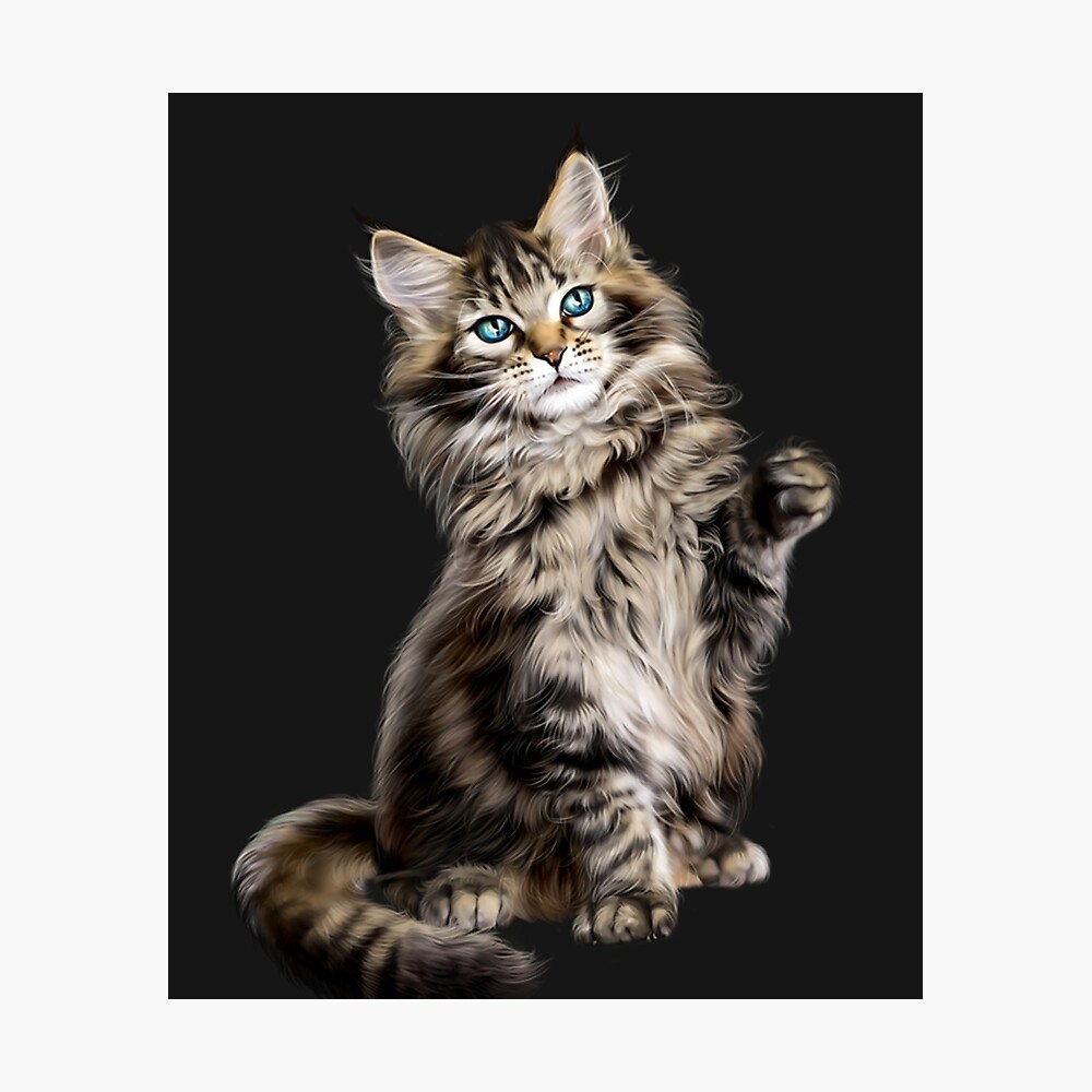 Asian Semi Longhair Siberian Cat Maine Coon Norwegian Forest Cat Kitten Poster By Pappviktor Redbubble