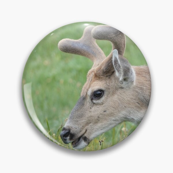 Item preview, Black-tailed deer designed and sold by SDym Photography.