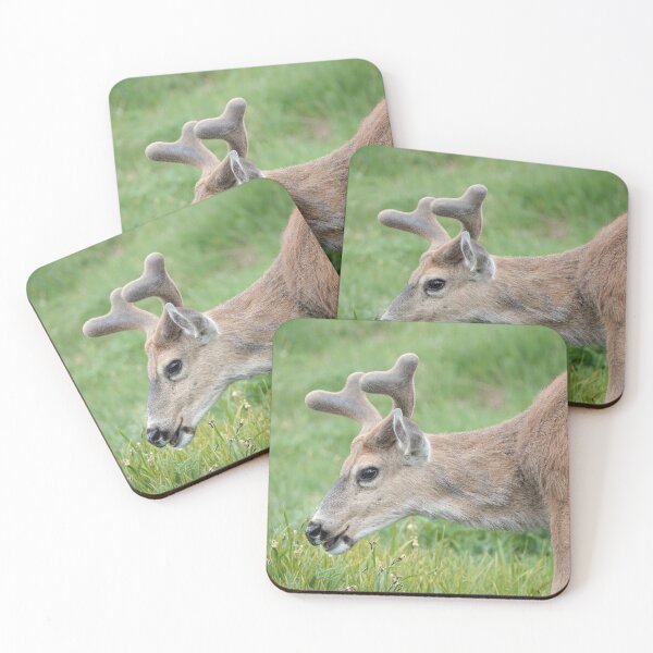 Item preview, Black-tailed deer designed and sold by SDym Photography.