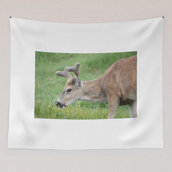 Item preview, Black-tailed deer designed and sold by SDym Photography.