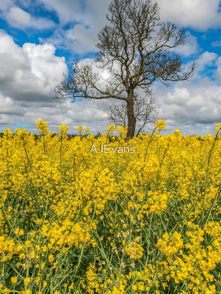 Thumbnail 4 of 4, iPhone Case, Lone Tree In A Rapeseed Field designed and sold by AJEvans.