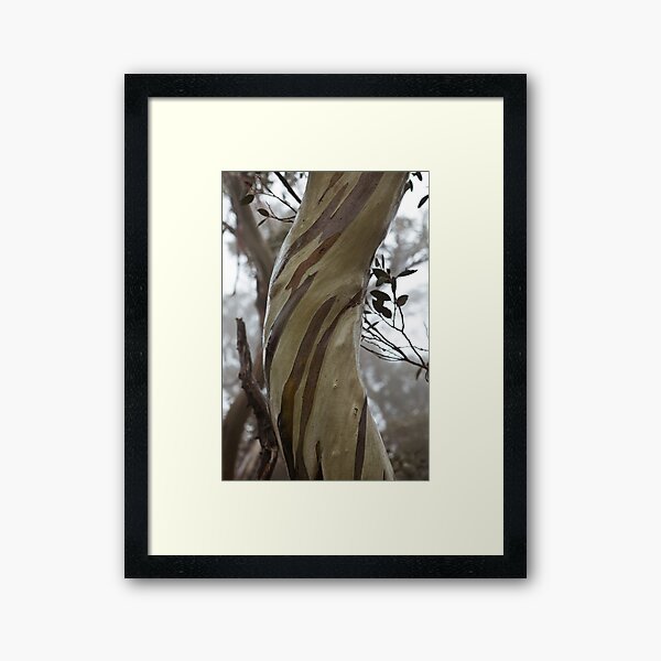 Charlotte Pass - Snow gums view03 Framed Art Print
