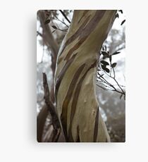 Charlotte Pass - Snow gums view03 Canvas Print