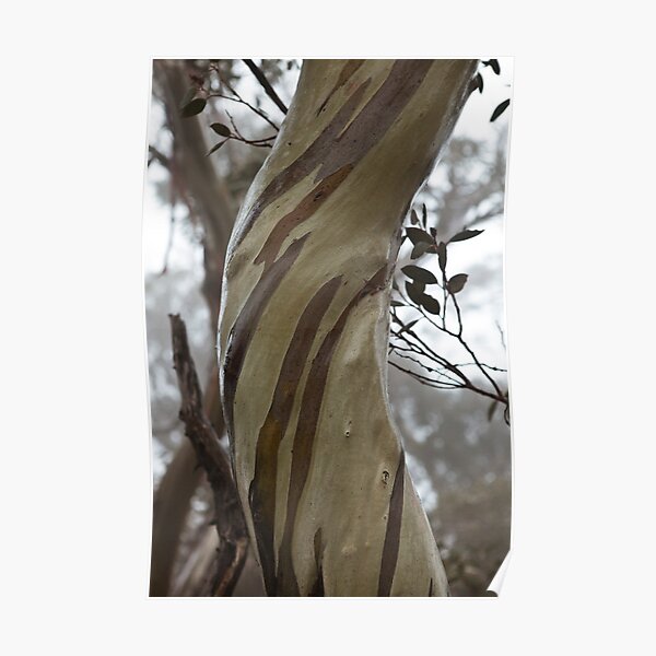 Charlotte Pass - Snow gums view03 Poster