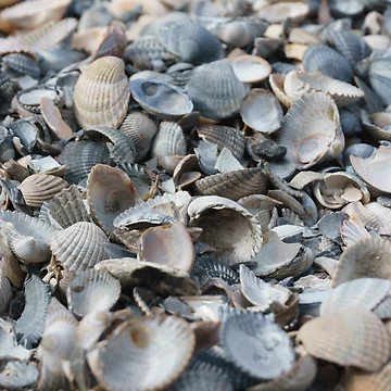 Artwork thumbnail, Shellfish by HSFotode