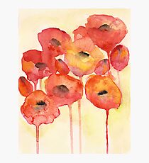 Red Poppy Photographic Print