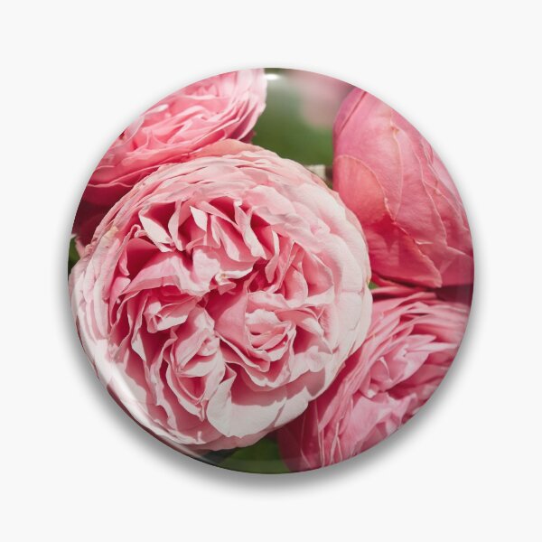 Item preview, Blushed dreams roses 33 designed and sold by Jouko Lehto Photography.