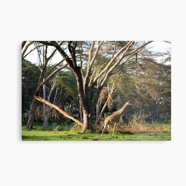 Item preview, Tall trees Walking designed and sold by Manjahi Njoroge.