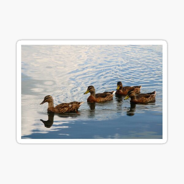 Quack Quack Quack Sticker For Sale By Britishyank Redbubble Quack Quack Quack Sticker For Sale By Britishyank Redbubble