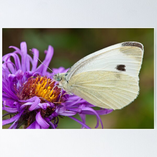 Item preview, Cabbage White on an Aster designed and sold by Mark Bangert.