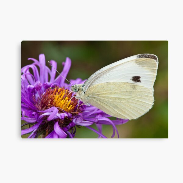 Cabbage White on an Aster Leinwanddruck