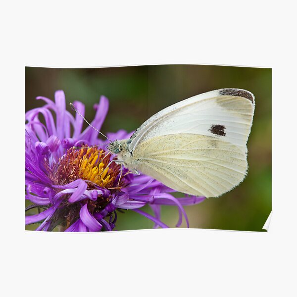 Cabbage White on an Aster Poster
