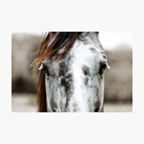 Item preview, Horse designed and sold by 3523studio.