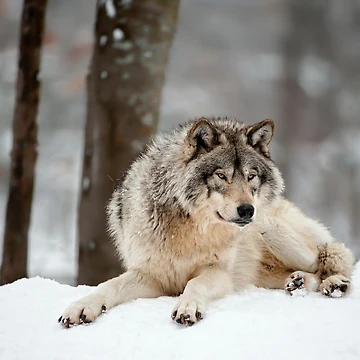 Vorschaubild zum Design Timber Wolf von WolvesOnly